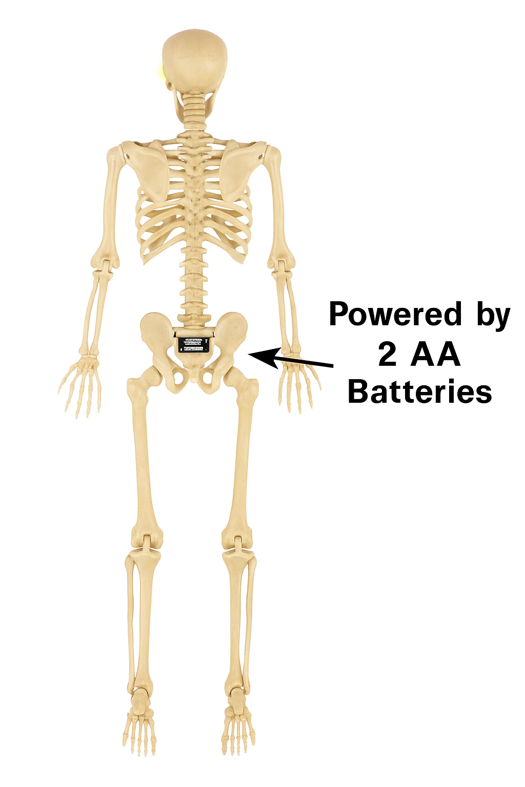 Life-Size Glowing-Eye Skeleton